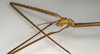 CollectionObject 1559012; NMW 778, 242d9063-55e6-4055-87af-4d4f21709115: copyright NMW, Vienna. female: head, lateral view (holotype). (CollectionObject).