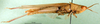 CollectionObject 1501501; 865c340a-ea8a-4459-9cb9-fcd1ce733ac6, MfN BA000619S01: female, lateral view (holotype). (CollectionObject).
