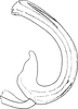 Aedeagus, lateral view on Cicadula (Henriana) frontalis (Herrich-Schäffer, 1835): Aedeagus, lateral view. (Observation).