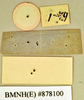 Platysilpha murina (Walker, 1868): Holotype, female, labels, reverse. BMNH(E)#878100. (Otu).
