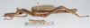 CollectionObject 1581502; 36692960-3023-44aa-88be-f5934594d937: copyright RMNH Leiden. male, lateral view. (CollectionObject).