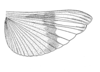 Fig. 12. hind wing (Trimerotropis bilobata). Depicts Conozoa texana Bruner, 1889, an Otu.