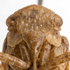 Head: (Observation).