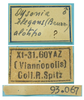 male, labels ("allotype"). Depicts CollectionObject 1542892; 93cd8d06-68b2-46b5-ae2c-f708a9f56fa6, a CollectionObject.