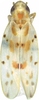 Habitus, dorsal view: Habitus. (Observation).
