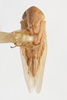 Habitus ventral view: !! display not done !! on Graminella mohri DeLong, 1937: (Observation).
