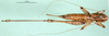 CollectionObject 1564708; 2d71cf39-5479-4a04-be4a-a0ff07eff25a: female, dorsal view (allotype). (CollectionObject).