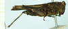 CollectionObject 1587046; ed82f4cc-ebd2-4852-9eca-19f715fdce95: female, lateral view (holotype of Tettix vittata). (CollectionObject).