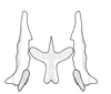 Connective on Chinaia serrata Linnavuori, 1965: Male holotype [USNM]: connective and styles, dorsal view. (Observation).