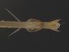 Hamayulus rufomaculatus Fialho, Chamorro-Rengifo & Lopes-Andrade, 2014: male, basal region of the fore tibia, dorsal view (paratype). (Otu).