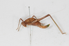 CollectionObject 1505905; c0b53767-6a50-421d-b906-e933c03344de: female, lateral view (syntype). (CollectionObject).
