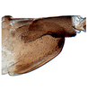 Pygofer, lateral view on Bundera onukiiformis Dietrich, Nguyen & Pham, 2020: holotype, pygofer and anal tube. (Observation).