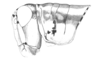 Chlorus bolivianus Bruner, 1913: Fig. 6D. female head and pronotum, lateral view. (Otu).
