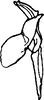 Aedeagus, lateral view on Coganoa purpureatincta (Cogan, 1916): Aedeagus, lateral view (lectotype). (Observation).