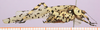 CollectionObject 1496451; 77361112-f2a6-434a-b417-dc6a4a5d682b: male, lateral view. (CollectionObject).