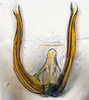 Aedeagus, ventral view: (Observation).