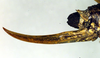 CollectionObject 1501833; 1431d53a-4d07-4bf3-b1da-5d98412759f7: ovipositor (syntype). (CollectionObject).