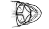 Neuquenina fictor (Rehn, 1943): Fig. 39. male abdomen tip, dorsal view. (Otu).