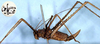 CollectionObject 1517007; dbc295df-4183-4881-9f28-1f654ac5c35d: female, lateral view (syntype). (CollectionObject).