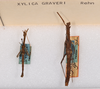 CollectionObject 1563619; c3b1582d-fe7c-4c54-9efc-384dfd390058: copyright ANSP. male and female paratypes. (CollectionObject).;CollectionObject 1563620; 845deb42-1201-4045-a465-674ec3b4533b: copyright ANSP. male and female paratypes. (CollectionObject).