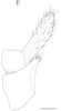 Anal tube processes: !! display not done !! on Cixidia (Cixidia) confinis (Zetterstedt, 1837): (Observation).