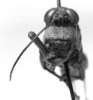 CollectionObject 1521358; f92db402-1d2b-4a4b-b022-62282064ea67: Image, Carbonell, C.S. at the British Museum, 1970. female, frontal view (holotype). (CollectionObject).