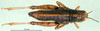 CollectionObject 1502039; 0cf8546a-e828-48b4-87f0-b74d30996d9e: female, dorsal view (paralectotype). (CollectionObject).