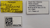 CollectionObject 1596730; 1497507f-20f6-4637-9bd1-37ffc4bcc78d, MPEG05024758: labels (paratype). (CollectionObject).