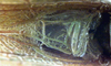 CollectionObject 1516816; 3ffd00e2-edef-4c7e-965b-9c28dbeee882: male, stridulatory area (syntype or lectotype). (CollectionObject).