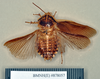 Blepharodera ciliata Burmeister, 1838: Holotype, male, dorsal. BMNH(E)#878057. (Otu).