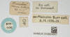 labels (syntype). Depicts CollectionObject 1584030; 9eb4cd3e-ab79-4361-9e2e-2ca8b57cff98, a CollectionObject.