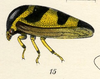 Habitus, lateral view on Darnis partita Walker, 1858: (Observation).