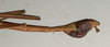 CollectionObject 1560770; 6a9b4cc3-9443-4dd4-9c7c-07b0a72d5648: copyright NMW, Vienna. male: end of abdomen, lateral view (syntype). (CollectionObject).;CollectionObject 1560771; 8d27983c-ffa7-43a5-8c74-b4a56d66abb7: copyright NMW, Vienna. male: end of abdomen, lateral view (syntype). (CollectionObject).