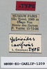 CollectionObject 1540694; 3ca3d484-575f-4195-97a4-997be2beae3b: female, labels (holotype). (CollectionObject).