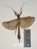 CollectionObject 1561361; 1ca8b482-43c3-4c50-8d2d-c33ee572cd53: copyright Natural History Museum, London. male (holotype). (CollectionObject).