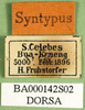CollectionObject 1537253; 02a6185c-c75a-44dc-b212-0b1b28362ffa: labels (syntype). (CollectionObject).
