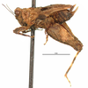 CollectionObject 1568270; 03ba0241-de16-4782-a1af-0d9afe168a5f: female, lateral view. (CollectionObject).