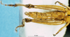 CollectionObject 1537582; e88c3f6c-9742-4fa6-bc49-79666e58b417: female abdomen, lateral view (holotype). (CollectionObject).