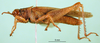 CollectionObject 1501263; a8d94a16-97fb-4798-8a57-77d5eb7f3a25: male, lateral view (holotype). (CollectionObject).