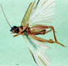 CollectionObject 1500907; 2a632aae-c94f-4bb7-9170-d8c6da1aecfb: female, ventral view (holotype). (CollectionObject).
