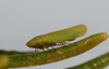 Live specimen: !! display not done !! on Alconeura (Alconeura) bisagittata (Beamer, 1943): (Observation).
