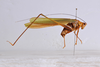 CollectionObject 1566230; a39a468f-3782-4f14-b3d1-f3991de97d0f: male, lateral view (paratype). (CollectionObject).