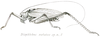 Neodiaphlebus notatus (Brunner von Wattenwyl, 1898): Pl. XIX, Fig. 45. male (body length 36 mm, pronotum 7 mm, tegmina 34 mm). (Otu).