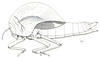 Physophorina livingstonii Westwood, 1874: Fig. 28.2. female (body length 89-107 mm, pronotum 62-67 mm). (Otu).
