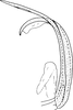 Aedeagus, lateral view on Platymetopius (Platymetopius) major (Kirschbaum, 1868): Aedeagus, lateral view. (Observation).