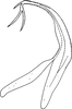 Aedeagus, lateral view on Edwardsiana tersa (Edwards, 1914): Aedeagus, lateral view. (Observation).