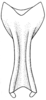 Euceraia insignis Hebard, 1927: Pl. XIX, Fig. 4 (after allotype). male subgenital plate, ventral view. (Otu).