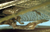 CollectionObject 1517193; fb893a35-5280-4da2-a85e-2f7174690519: male subgenital plate and cerci (syntype). (CollectionObject).