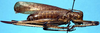 Neochiton pulchripes Beier, 1962: female, lateral view (allotype). (Otu).