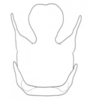 Pygofer, ventral view: !! display not done !! on Xenoliarus montanus (Metcalf, 1923): (Observation).